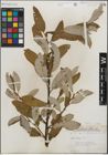 Foto von Salix humilis Marshall